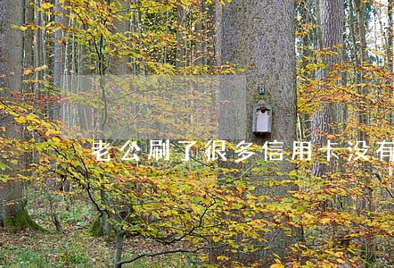 老公刷了很多信用卡没有逾期 老公刷了很多信用卡没有逾期