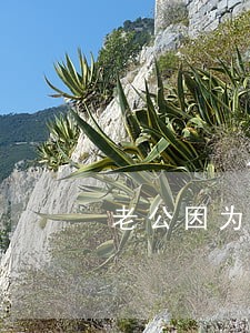老公因为拘留借呗逾期了 老公因为拘留借呗逾期了