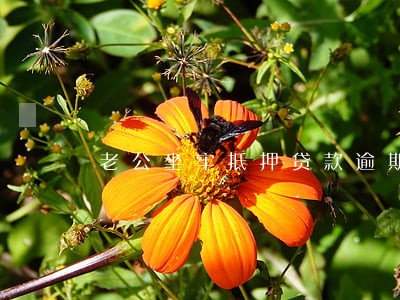 老公坐牢抵押贷款逾期 老公坐牢抵押贷款逾期