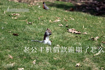 老公手机借款逾期了怎么办 老公手机借款逾期了怎么办