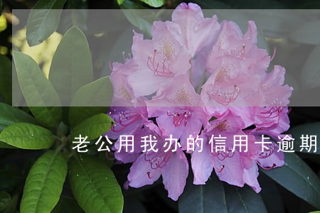 老公用我办的信用卡逾期了 老公用我办的信用卡逾期了