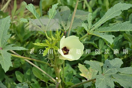 老公用房子抵押贷款逾期后果 老公用房子抵押贷款逾期后果