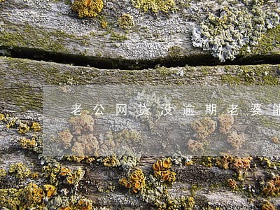 老公网贷没逾期老婆能申请房贷吗
