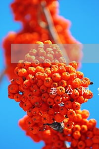 老公网贷逾期会冻结老婆的卡吗 老公网贷逾期会冻结老婆的卡吗