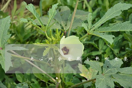 老公网贷逾期会影响老婆信用吗 老公网贷逾期会影响老婆信用吗