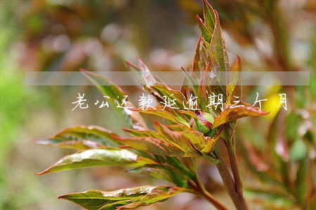 老公还款延逾期三个月