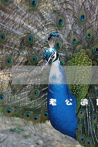 老公逾期影响公积金贷款买房 老公逾期影响公积金贷款买房