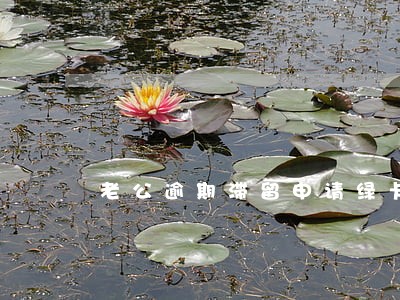 老公逾期滞留申请绿卡 老公逾期滞留申请绿卡