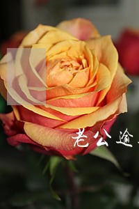 老公逾期离婚了影响妻子买房吗 老公逾期离婚了影响妻子买房吗