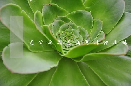 老公逾期老婆可以借款吗 老公逾期老婆可以借款吗