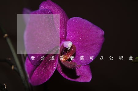 老公逾期老婆可以公积金贷款吗 老公逾期老婆可以公积金贷款吗