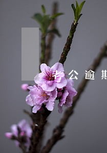老公逾期老婆能网贷吗 老公逾期老婆能网贷吗