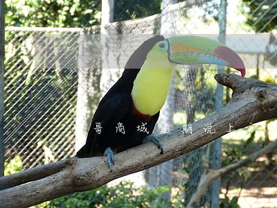 老哥商城逾期说上门收钱 老哥商城逾期说上门收钱
