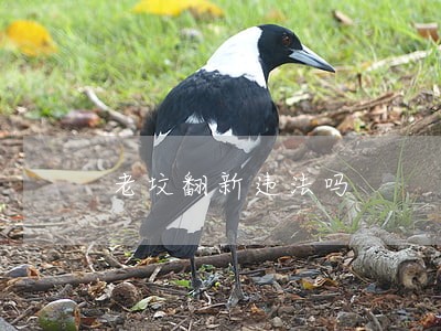 老坟翻新违法吗 老坟翻新违法吗