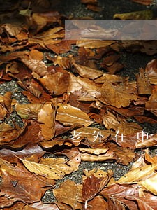老外在中国逾期居留有解决 老外在中国逾期居留有解决