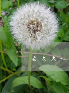 老太太让儿女离婚 老太太让儿女离婚