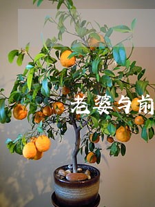 老婆与前任藕断丝连离婚 老婆与前任藕断丝连离婚