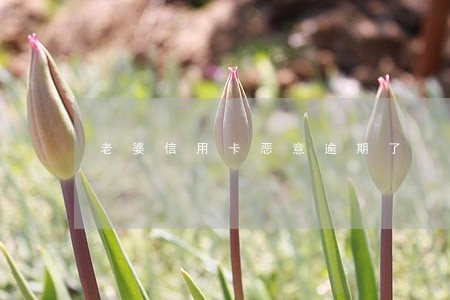 老婆信用卡恶意逾期了