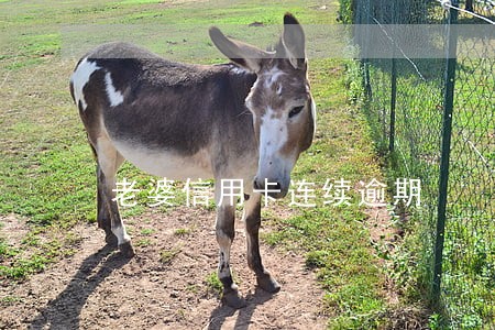 老婆信用卡连续逾期 老婆信用卡连续逾期