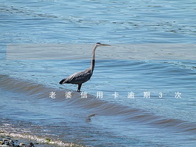 老婆信用卡逾期3次 老婆信用卡逾期3次