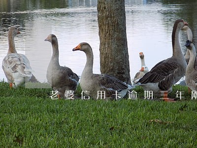老婆信用卡逾期三年刚还了 老婆信用卡逾期三年刚还了