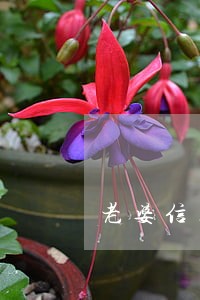 老婆信用卡逾期会影响我买房吗 老婆信用卡逾期会影响我买房吗