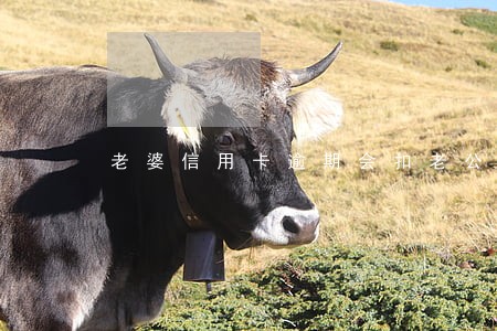 老婆信用卡逾期会扣老公的钱吗 老婆信用卡逾期会扣老公的钱吗