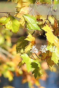 老婆信用逾期影响我买车吗
