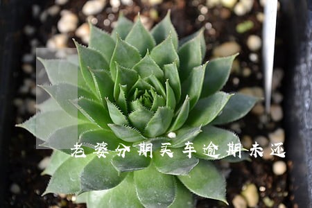 老婆分期买车逾期未还 老婆分期买车逾期未还