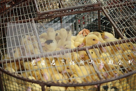 老婆名下信用卡逾期会影响老公吗 老婆名下信用卡逾期会影响老公吗