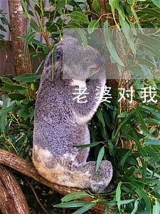 老婆对我大喊大叫还说离婚 老婆对我大喊大叫还说离婚