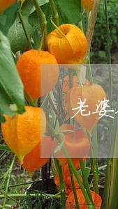 老婆征信逾期影响公积金买房吗
