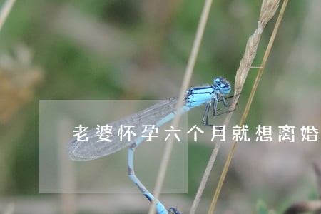 老婆怀孕六个月就想离婚 老婆怀孕六个月就想离婚