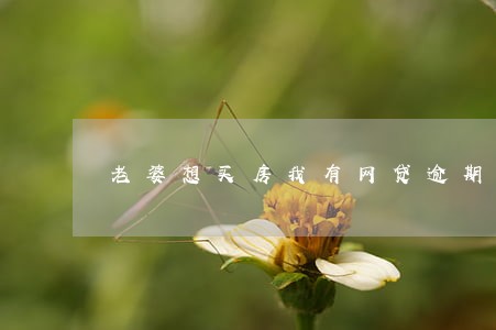 老婆想买房我有网贷逾期未还 老婆想买房我有网贷逾期未还