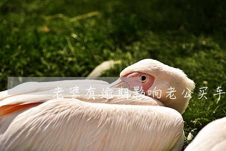 老婆有逾期影响老公买车吗 老婆有逾期影响老公买车吗