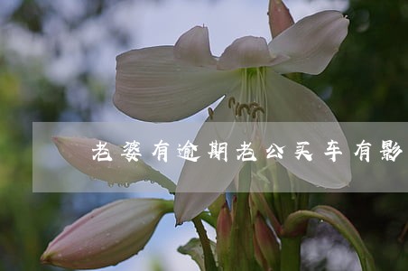 老婆有逾期老公买车有影响吗 老婆有逾期老公买车有影响吗
