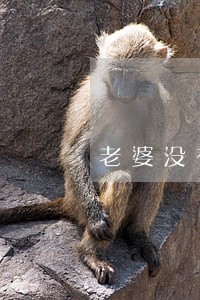 老婆没有离婚协议怎么办 老婆没有离婚协议怎么办
