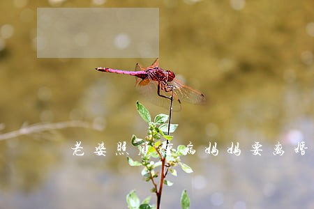 老婆照顾重病妈妈要离婚 老婆照顾重病妈妈要离婚
