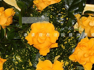 老婆现在法院提出离婚了 老婆现在法院提出离婚了