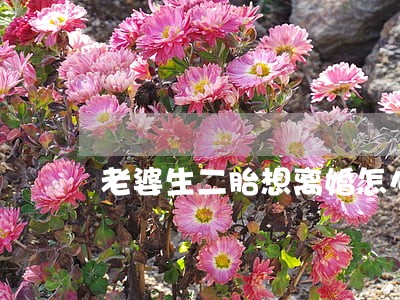 老婆生二胎想离婚怎么办 老婆生二胎想离婚怎么办