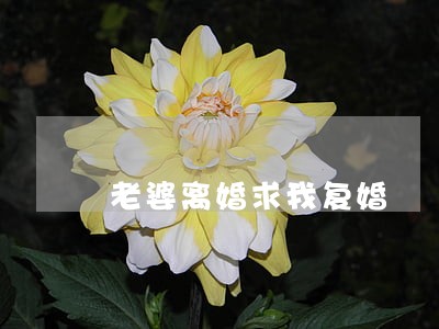 老婆离婚求我复婚 老婆离婚求我复婚