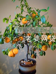 老婆网贷逾期会让老公还吗 老婆网贷逾期会让老公还吗