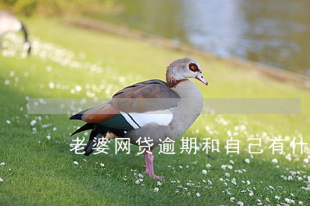老婆网贷逾期和自己有什么关系吗 老婆网贷逾期和自己有什么关系吗