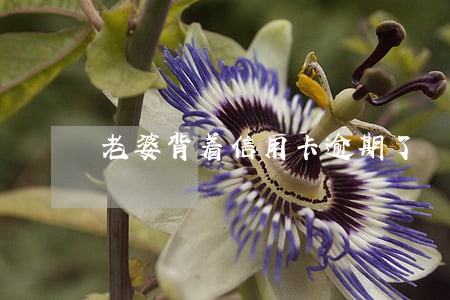 老婆背着信用卡逾期了