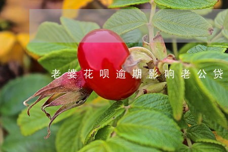 老婆花呗逾期影响老公贷款吗 老婆花呗逾期影响老公贷款吗