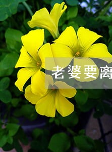 老婆要离婚如何挽救她