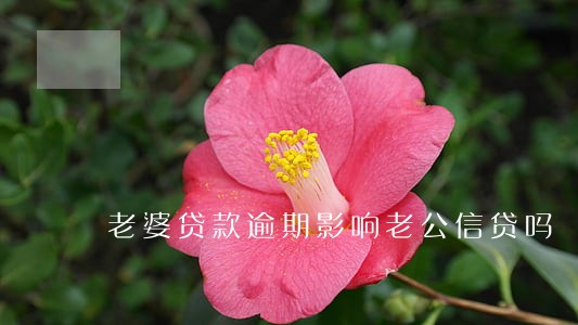老婆贷款逾期影响老公信贷吗 老婆贷款逾期影响老公信贷吗