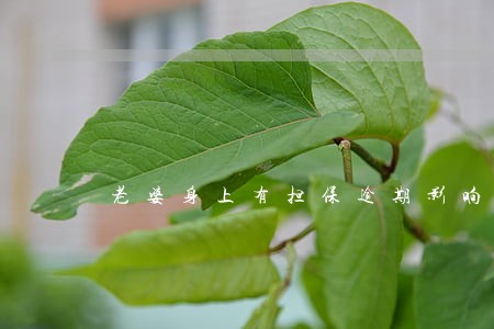 老婆身上有担保逾期影响老公吗 老婆身上有担保逾期影响老公吗