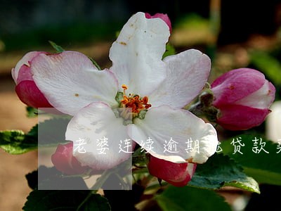 老婆连续逾期能贷款买房子 老婆连续逾期能贷款买房子
