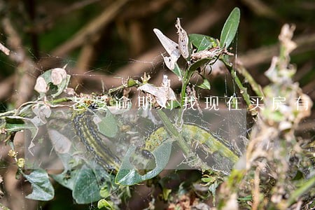 老婆逾期对我现在买房有影响吗 老婆逾期对我现在买房有影响吗